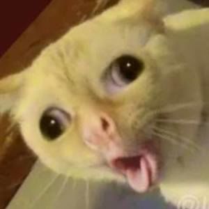 Meet your Posher, Braxton